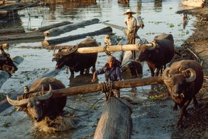 Waterbuffels trekken hardhouten stammen uit de rivier en op platte wagens. Irrawaddy Ri...
