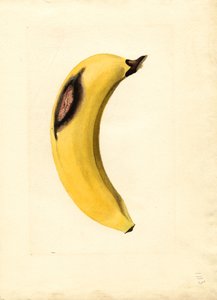 Banaan (Musa) (aquarel)