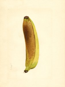 Banaan (Musa) (aquarel)