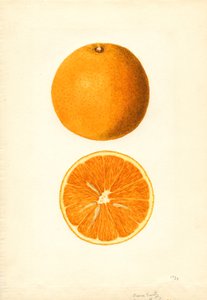 Boone Vroege Sinaasappels (Citrus sinensis) (aquarel)
