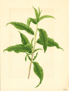Tak met groene bladeren van Elberta perzikboom ( Prunus persica: Elberta) (aquarel) door James Marion Shull