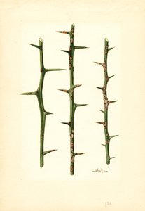 Citrusanker op stengel van sinaasappelplant (Poncirus trifoliata) (aquarel)