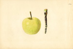 Golden Delicious appel ( Malus domestica) (aquarel) door James Marion Shull