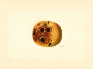 Grimesappel ( Malus domestica) (aquarel) door James Marion Shull