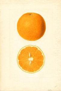 Jaffa sinaasappels (Citrus sinensis) (aquarel) door James Marion Shull