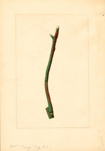 Sinaasappelboom twijg (Citrus sinensis: Valencia) (aquarel) door James Marion Shull