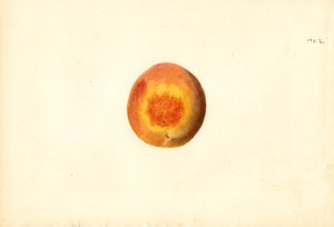 Perzik ( Prunus persica: Elberta) (aquarel)