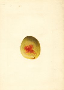 Perzik ( Prunus persica: Elberta) (aquarel) door James Marion Shull