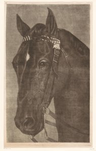 Kop van een paard met een hoofdstel