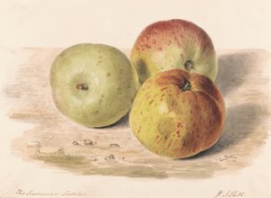 De zomer Lodden, sept. 1832: Een stillevenstudie van drie appels door James Sillett