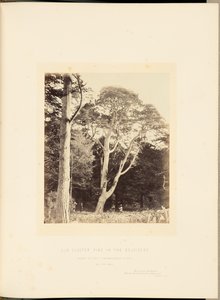 Oude cluster den in de Belvidere door James Sinclair, 14th Earl of Caithness