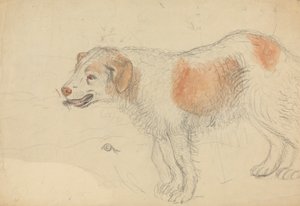 Een hond door James Sowerby