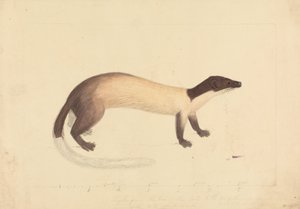 Een Wezel
