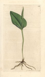 Adderstong, Ophioglossum vulgatum (Ophioglossum) door James Sowerby