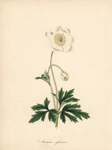 Sneeuwklokjesanemoon, Anemone sylvestris. Illustratie van James Sowerby in William Curtis
