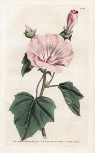 Jaarlijkse paarse of kwartaal lavater