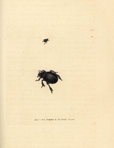 Aphodius arenarius kever door James Sowerby