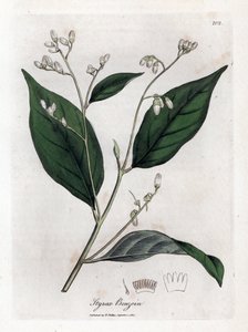 Benzoin - Benjamijnboom, Styrax benzoin. Handgekleurde kopergravure uit een botanische illustratie door James Sowerby uit William Woodville en Sir William Jackson Hooker
