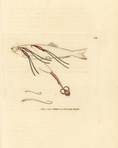 Bloedzuigende copepod parasiet op een sproeioog, Lernaeenicus sprattae door James Sowerby