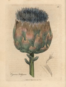 Blauw en paars bloeiende artisjok