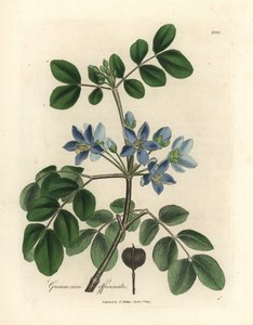 Blauwbloemige Guaiacum officinale door James Sowerby