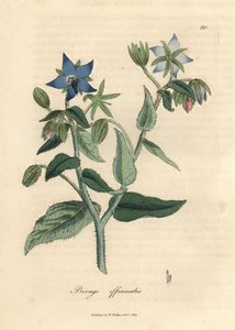 Blauw bloeiende bernagie, Borago officinalis