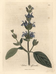 Blauw bloeiende salie, Salvia officinalis