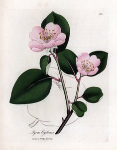 Botanische plaat: bloemen en kweepeer, vrucht van Cognassier (Cydonia oblonga) - Roze bloemige kweepeerboom met omtrek van vrucht, Pyrus cydonia. Handgekleurde kopergravure uit een botanische illustratie door James Sowerby uit William Woodville en Sir Wil door James Sowerby