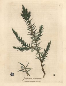 Tak en bessen van gewone jeneverbes, Juniperus communis door James Sowerby