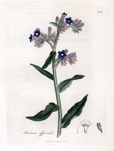 Officinale ossetong - Ossetong, Anchusa officinalis. Handgekleurde kopergravure uit een botanische illustratie door James Sowerby uit William Woodville en Sir William Jackson Hooker