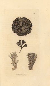 Bugulina avicularia door James Sowerby