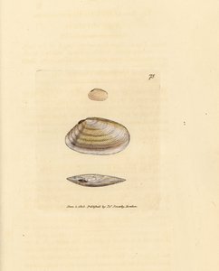 Snoepstok tellinaschelp, Tellina similis. Handgekleurde kopergravure door James Sowerby uit The British Miscellany, of Coloured figures of new, rare, or little known animal subjects. door James Sowerby