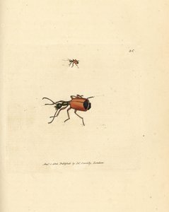 Carabus rotundicollis kever door James Sowerby