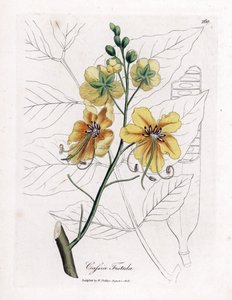 Gouden regenboom, Cassia fistula. Illustratie van James Sowerby uit William Woodville en Sir William Jackson Hooker