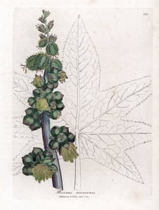 Wonderboom - Wonderboom, Ricinus communis. Handgekleurde kopergravure uit een botanische illustratie door James Sowerby uit William Woodville en Sir William Jackson Hooker