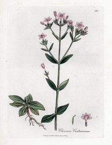 Centaurie Chironia - Centaurie, Chironia centaurium. Handgekleurde kopergravure uit een botanische illustratie door James Sowerby uit William Woodville en Sir William Jackson Hooker