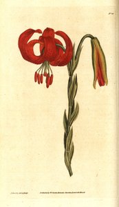 Chalcedonische lelie, Lilium chalcedonicum
