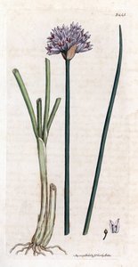 Bieslook, Allium schoenoprasum. Illustratie van James Sowerby uit James Smith