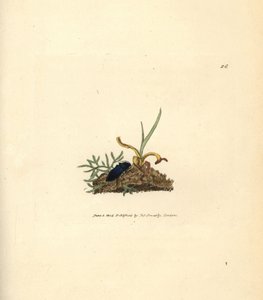Kniptor, Selatosomus aeneus (Elater cyaneus). Handgekleurde kopergravure door James Sowerby uit The British Miscellany, of Coloured figures of new, rare, or little known animal subjects.