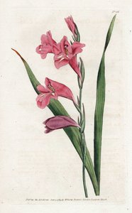 Gewone Gladiool - Lithografie door James Sowerby (1757-1822), uit het Botanical Magazine van William Curtis (1746-1799) door James Sowerby