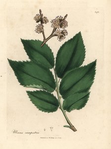 Gewone iep, Ulmus campestris