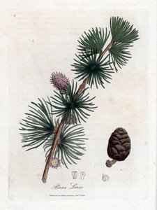 Gewone of Europese lariks - Europese lariksboom, Larix decidua. Handgekleurde kopergravure uit een botanische illustratie door James Sowerby uit William Woodville en Sir William Jackson Hooker