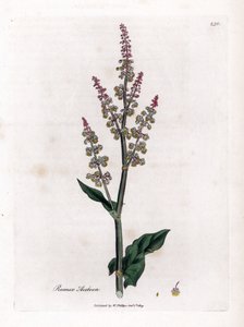 Tuinzuring, Rumex acetosa. Illustratie van James Sowerby uit William Woodville en Sir William Jackson Hooker
