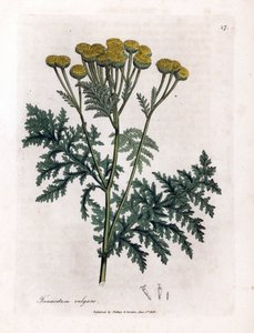 Boerenwormkruid, Tanacetum vulgare. Illustratie van James Sowerby uit William Woodville en Sir William Jackson Hooker