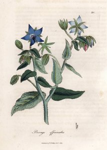 Compendiale bernagie. Handgekleurde kopergravure uit een tekening door James Sowerby (1757-1822), in 