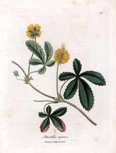 Kruipende vijfvingerkruid of quintefeuille - Gewone vijfvingerkruid, Potentilla reptans. Handgekleurde kopergravure uit een botanische illustratie van James Sowerby uit William Woodville en Sir William Jackson Hooker
