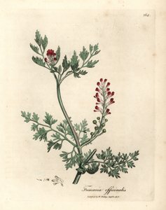 Karmozijnrode bloeiende duivenkervel, Fumaria officinalis door James Sowerby