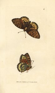 Donkergroene parelmoervlinder, Argynnis aglaia door James Sowerby