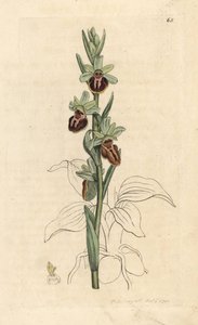 Vroege spinnenorchis, Ophrys sphegodes (Spinnenorchis, Ophrys aranifera)