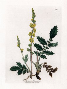 Eupatory zuur - Agrimonie, Agrimonia eupatoria. Handgekleurde kopergravure uit een botanische illustratie door James Sowerby uit William Woodville en Sir William Jackson Hooker